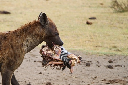 Zabiják z Malawi: Stojí za masovou hysterií duch zabité hyeny?