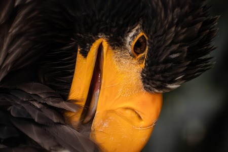 Existují ptačí obři?