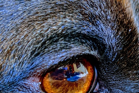 Neuvěřitelné: Zvířata předpověděla vítězství Donalda Trumpa?