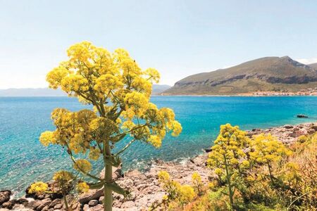 Legenda antiky ožívá: Našli vědci ztracenou rostlinu?