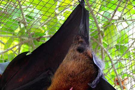 Prohání se Mexikem netopýr smrti?