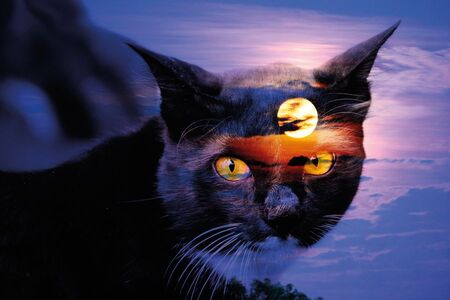 Kočka: Záhadný tvor, který možná skrývá víc než si myslíte!