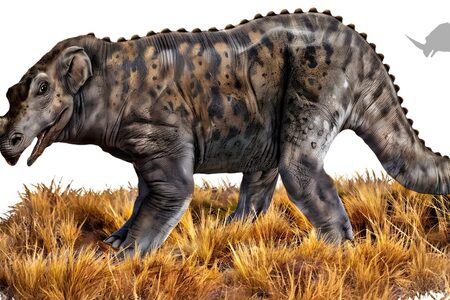 Emela ntouka: Zabíjí africké slony tvor z pravěku?