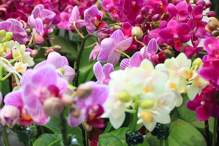 Nechte se okouzlit krásou orchidejí