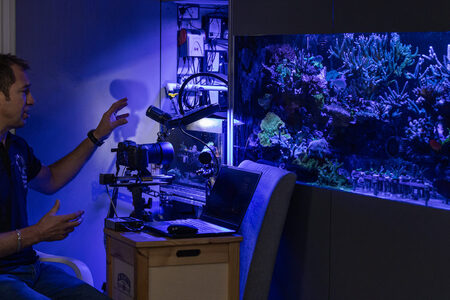 Poprvé na kameru: Vědci zachytili rozmnožování mořských korálů v laboratorních podmínkách