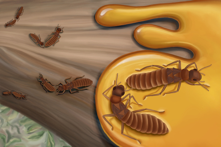 Jak se pářili termiti před 40 miliony lety?