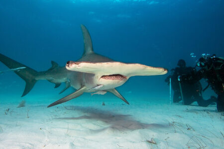 Žraloci na kokainu postrachem Floridy