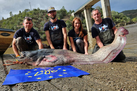 Čeští vědci pomáhají tlumit invazi sumce v Portugalsku. Dosud největší úlovek měl 228 centimetrů a 91,5 kilogramů.