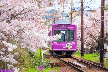 Sakura: Půvabný symbol Japonska