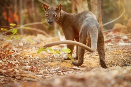 Fosa: Nepolapitelná královna Madagaskaru