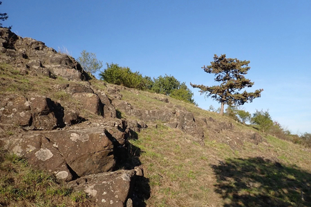 Pražské oázy biodiverzity: Vědci objevili v Česku dosud neznámé lišejníky