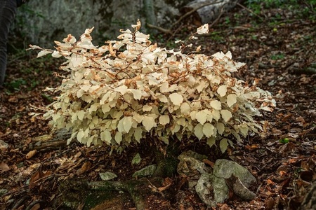 „Bílý“ buk z Moravského krasu: Jak může strom žít 30 let bez fotosyntézy?