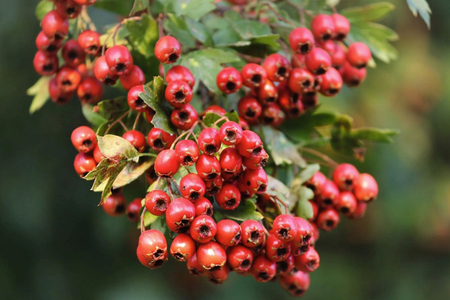 Hlídá mýty opředený hloh přechod mezi světy?