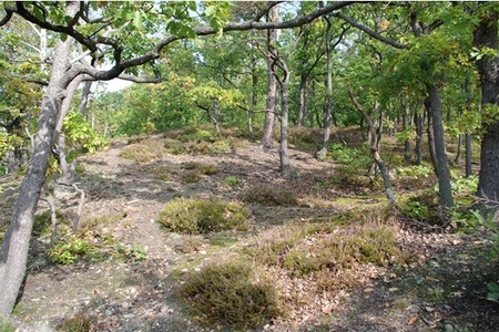 Brouci se vracejí, rostliny váhají: co zůstává po invazním akátu