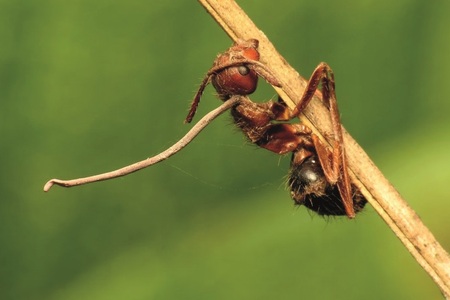 Mikroskopičtí predátoři v mozku si vodí oběť jako loutku
