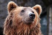 Středočeští medvědi: Konopiště a Beroun