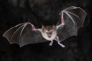 Jeskyně Na Špičáku poodhalí návštěvníkům tajnou řeč netopýrů
