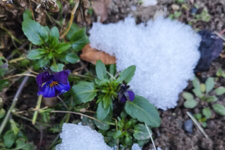 TRŽNICE ZAHRADY ČECH 2026