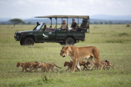 Serengeti na jaře: Když se krajina nadechne života