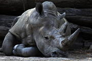 Ze života nosorožců: Poloslepý plašan s rohem nad zlato