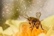 Co se stane, když včela onemocní?