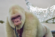 Sněhová vločka: Jediná bílá gorila na světě se stane miláčkem Barcelony