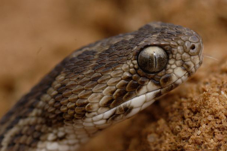 Zabijáci plazí říše: 5 nejjedovatějších hadů světa