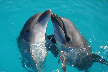 I delfíní matky „šišlají“ na mláďata