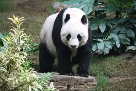 Zdánlivě neškodná panda: Mírumilovný vegetarián s kruhy pod očima