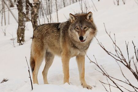 Majestátní vlk: Samotář, který miluje společnost ostatních