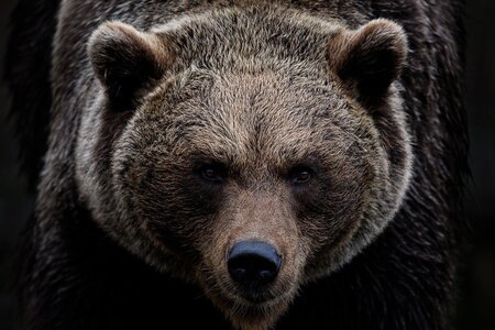 Grizzlymu tváří v tvář: Je tohle poslední, co uvidíte?