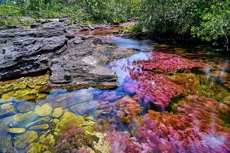 Caño Cristales: Dobrodružná cesta k řece pěti barev