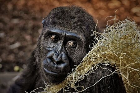 Zoologie: Mláďata goril a návrat losů – Dobré zprávy ze světa zvířat