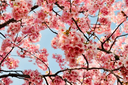 Sakura: Více než jen strom – Pulzující symbol Japonska