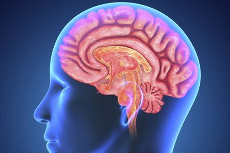 Co skrývá váš mozek? Fascinující fakta a překvapivé souvislosti