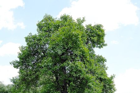 Lidická hrušeň: Jediný svědek děsivé zkázy
