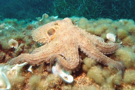 Zvířecí inteligence: Chobotnice dokážou úspěšně řešit hádanky