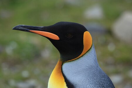 Tučňáci: Černobílí otužilci zvládají mráz i tropy kolem rovníku