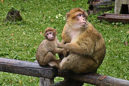 Řecký král Alexandr I. umírá. Kousla ho totiž opice!