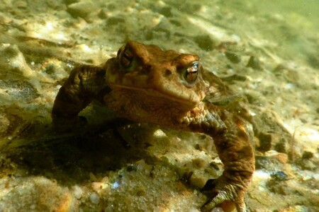 Ropuchy: Zlatoočky se špatnou pověstí