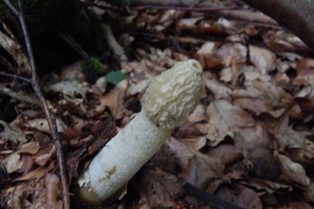 Houby, které vás v lese nadchnou: Krasavci, podivíni i jedovaté legendy