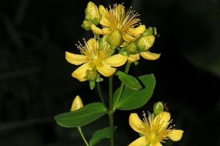 Pomáhá třezalka při depresích?