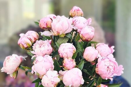 Sezónní průvodce: Pivoňky – Proč je miluje celý Instagram a jak si je užít déle?