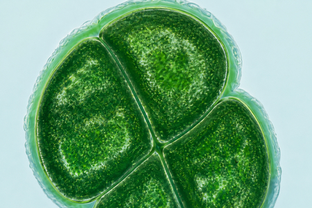 Bakterie, která přežije téměř nemožné: Deinococcus radiodurans si sama opraví DNA