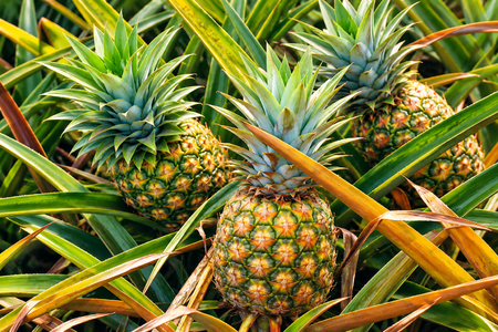 Ananas: Žlutý král tropů
