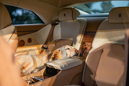 Rolls-Royce představuje Spectre Bailey: Jedinečný automobil inspirovaný psem
