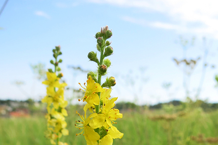 Vydejte se na řepík
