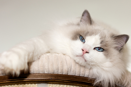 Ragdoll vás okouzlí