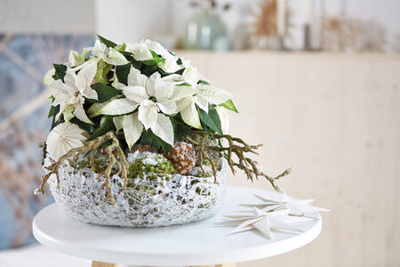 Vánoční hvězdu přizdobte