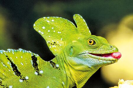 V tajemné jeskyni hlídal poklad bazilišek